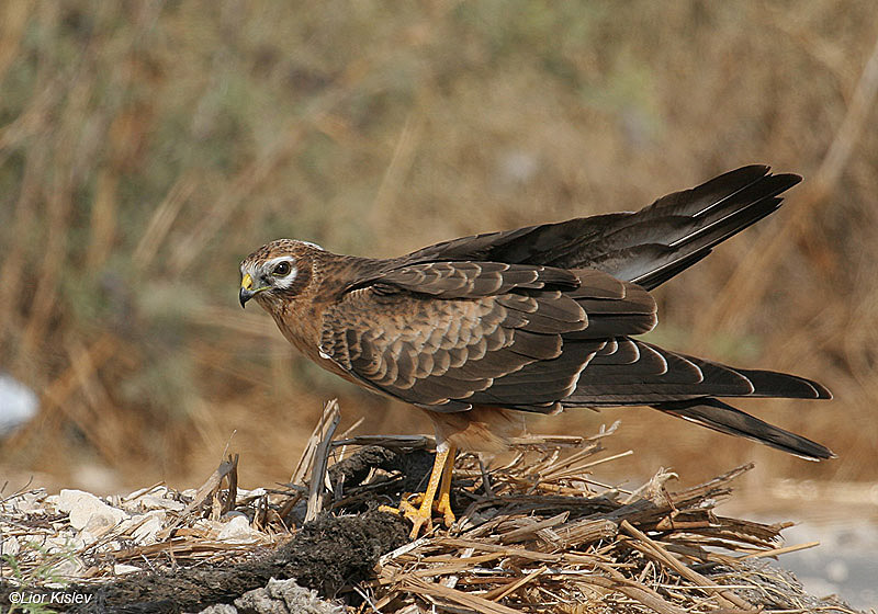    Montagus Harrier Circus pygargus                          ,  2008.: 